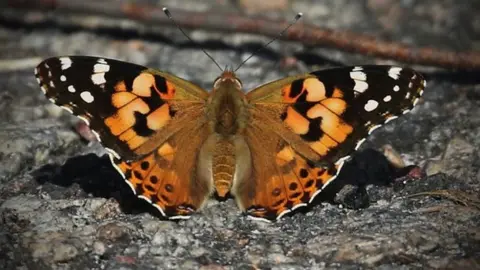 BBC/Frank Gardner Painted lady butterfly