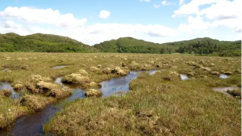 Angela Gallego-Sala Peat bog