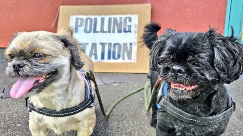 Dogs at Kent polling station during recent election. Two Shih Tzu dogs wait with polling day station sign behind them. 