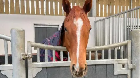 Tom Ward Racing A light brown horse with a white stripe going down its nose poking its head over the door of a stable