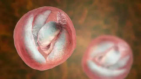A computer simulation showing cryptosporidium parvum parasites, round pink-tinged fleshy-looking forms floating on an orangey-black background