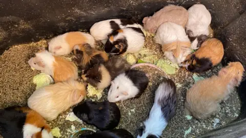 RSPCA Guinea pigs in a small enclosure. 