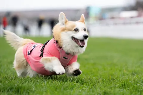 Reuters A gleeful looking corgi runs across a green wearing a pink racing vest