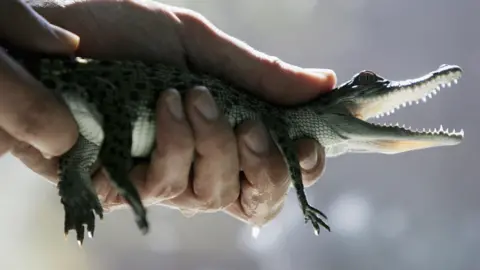 Getty Images A three month-old Saltwater Crocodile hatchling