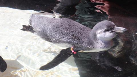 Penguin chick swimming in water