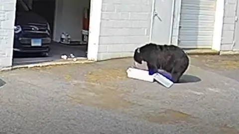 Bear eating cupcakes