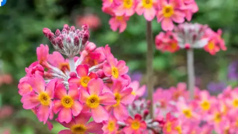 RBGE Flowers in bloom at Royal Botanic Garden in Edinburgh