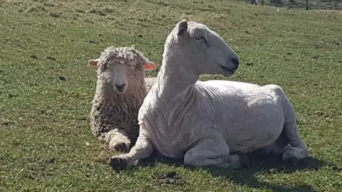 Other Long wool sheep at Risby grange