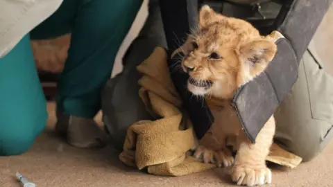 Yorkshire Wildlife Park A lion cub hisses at the vet at Yorkshire Wildlife Park, held by a keeper while it receives injections and microchip.