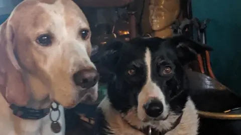 Steve Harper Rosie and Laser