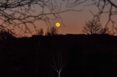 Janice Dyson Wolf Moon in Wingerworth