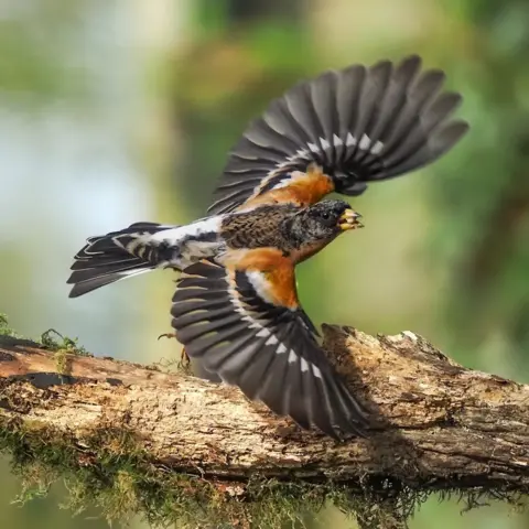 Andrew Fusek Peters Brambling 