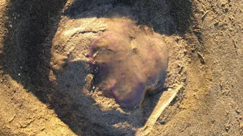 Dried up jelly fish on the sand of Burnham Beach in Somerset