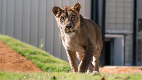 Big Cat Sanctuary Lioness Yuna is shown outside in her enclosure at the Big Cat Sanctuary