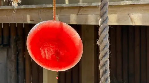 Lincolnshire Wildlife Park A round red block of ice is suspended in the air next to a long rope and wooden background.