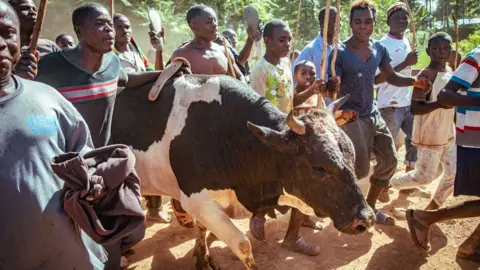 Duncan Moore People walk with victorious bull Misango in western Kenya