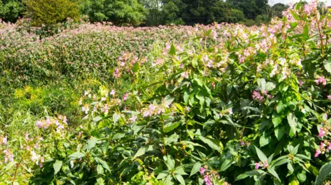 Crowded Himalayan Balsam plants on a riverbank