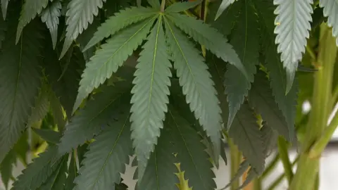 BBC Cannabis plant