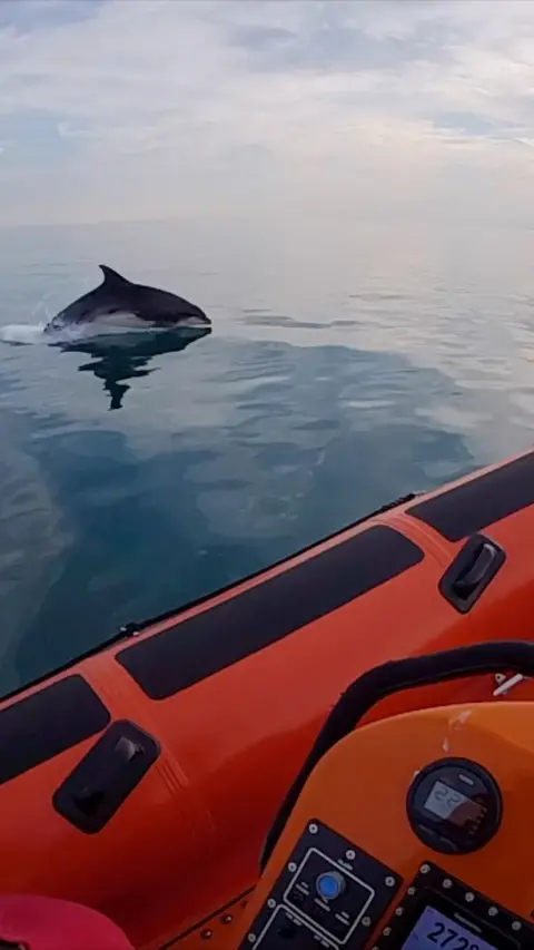 Dolphin in sea next to red RNLI boat