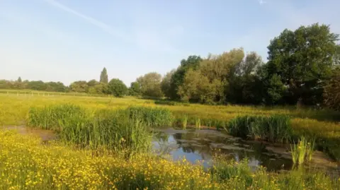 A pond and meadows at Lake View Park. The pond is dark green in colour with some plants growing on the surface while surrounded by yellow flowers growing in the meadow. In the distance are several trees.