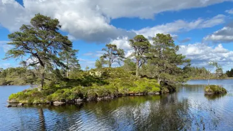 Trees for Life An island of wild Caledonian pines