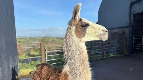 A llama stands in a farmyard. He is close to the camera and standing side on. He is white and chestnut coloured and has ruffled looking fur. Parts of it look matted with what looks like blood. It's a bright day and in the background are green fields below a blue sky.