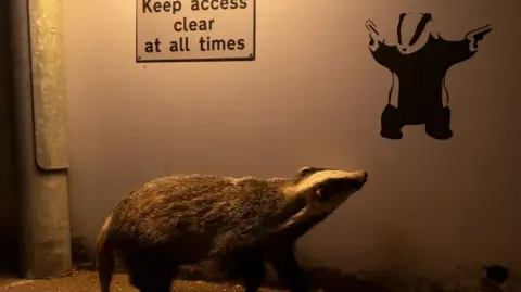 A badger appears to glance up at graffiti of a badger, in a dimly lit street.