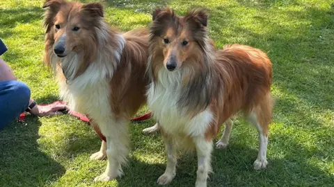 Two long-haired brown and white collie dogs standing next to each other on an area of grass