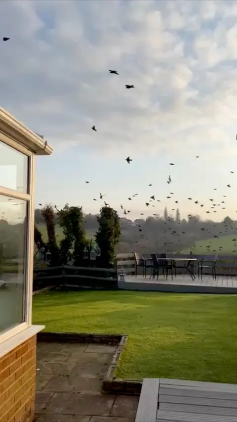 A garden. There is green grass and a patio with a table and chairs. The sky is blue with white clouds. There are small black birds in the sky.