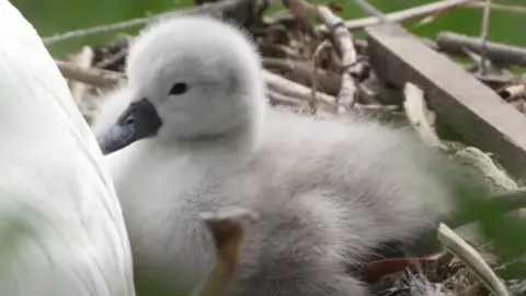 A cygnet in a nest made out of bits of branches and wood. It is small, grey and fluffy with a back beak and black eye. It is sitting behind an adult swan whose white body is only partially seen.