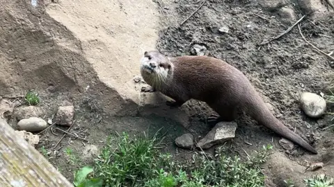 A otter walking around an enclosure and looking at the camera