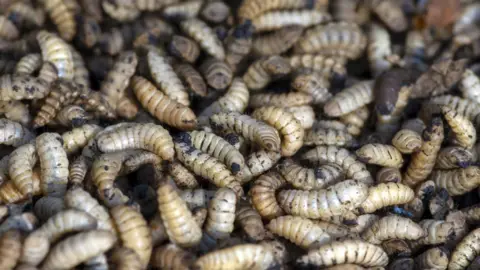 Getty Images Black soldier fly larvae