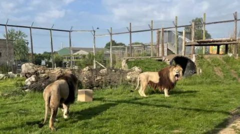 Two lions in an enclosure at the wildlife park, one with its tongue hanging out.