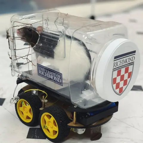 AFP A rat in a little plastic car