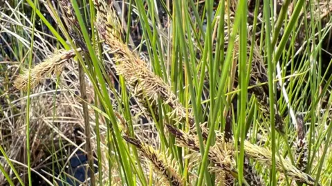 Yorkshire Wildlife Trust Flowering slender sedge