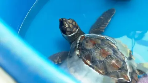 Tonnie the sea turtle in the incubator