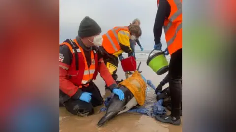 British Divers Marine Life Rescue Cetacean rescue