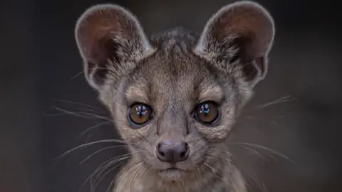 Chester Zoo Fossa pup