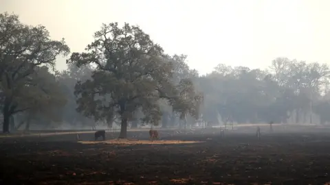 Getty Images Cows stand on a patch of unburned grass after an out of control wildfire moved through the area on October 9, 2017 in Glen Ellen, California