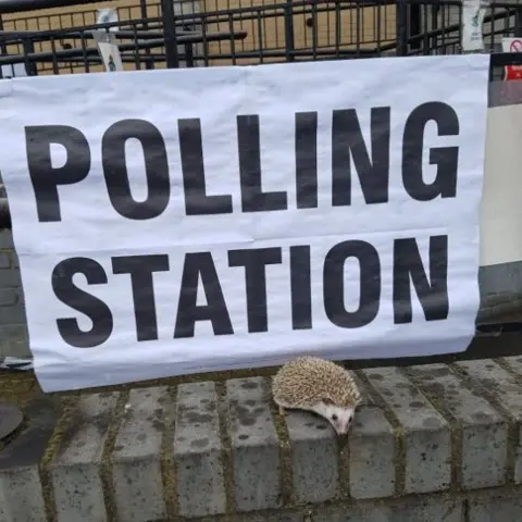 Toni Lambert Hedgehog at a polling station