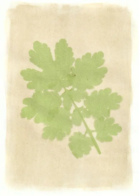 Tim Boddy An anthotype print of a large green leaf