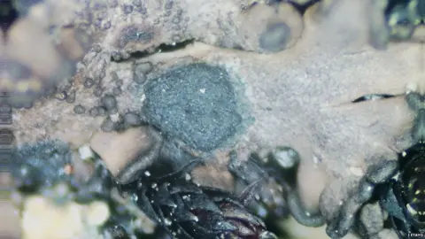 J Etayo Lichen growing on bare rocks in Antarctica