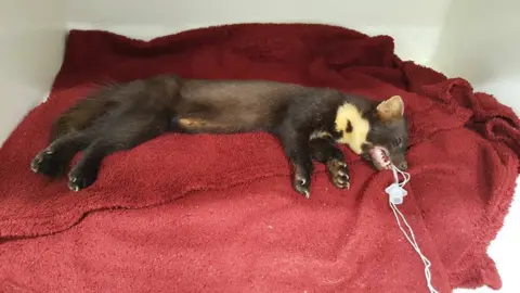 North Down Red Squirrel and Pine Marten Group Spot the pine marten released back into the wild