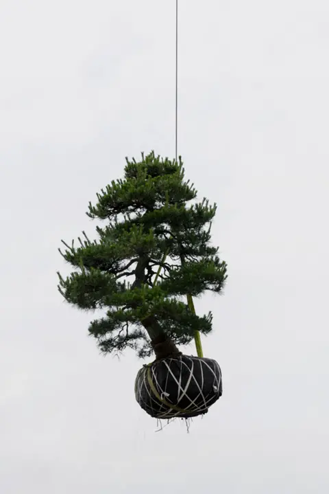 Kechun Zhang A tree lifted into the air by a crane