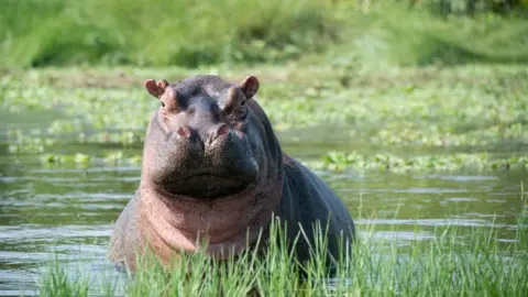 Alamy Saltwater hippo on an island in the Bijagos