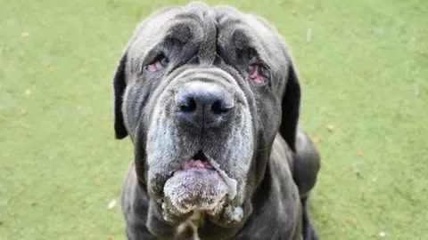 The Lost Dogs' Home Charcoal, a four-year-old Neapolitan mastiff.