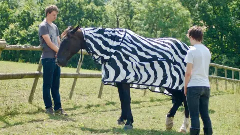 PA A horse modelling a zebra stripe coat