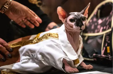 Jeenah Moon / Reuters A cat wears a sparkly costume