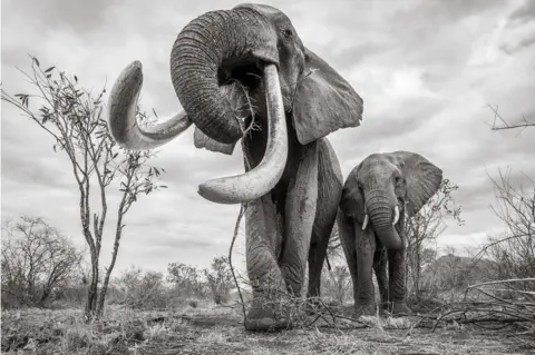 Burrard-Lucas Photography A super-tusker