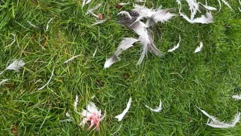 Halifax: Pet rhea dies after 'horrific' dog attack